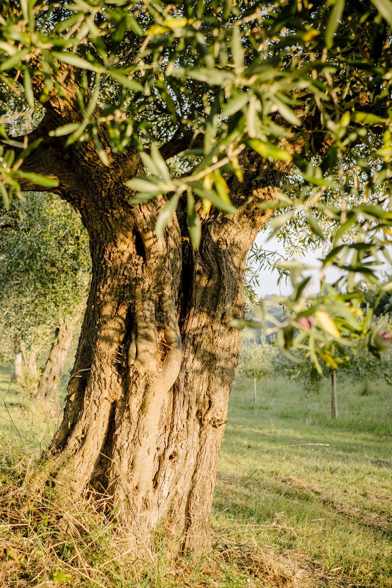 collelago_raccolta-olive-119