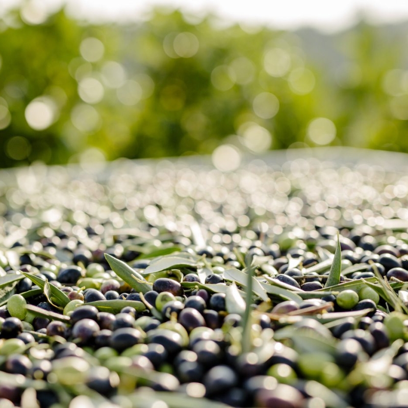 collelago_raccolta-olive-25